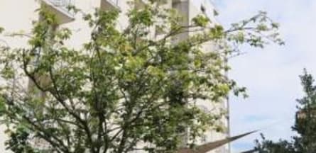 Résidence : Residence Clemenceau