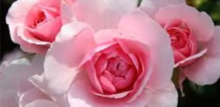 Résidence : Residence les Roses