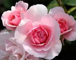 Résidence : Residence les Roses