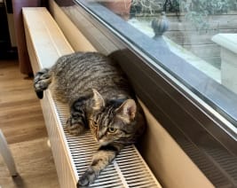 Résidence : La Maison de l'érable Argenté