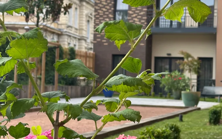 Image Résidence - 4 : Les Figuiers