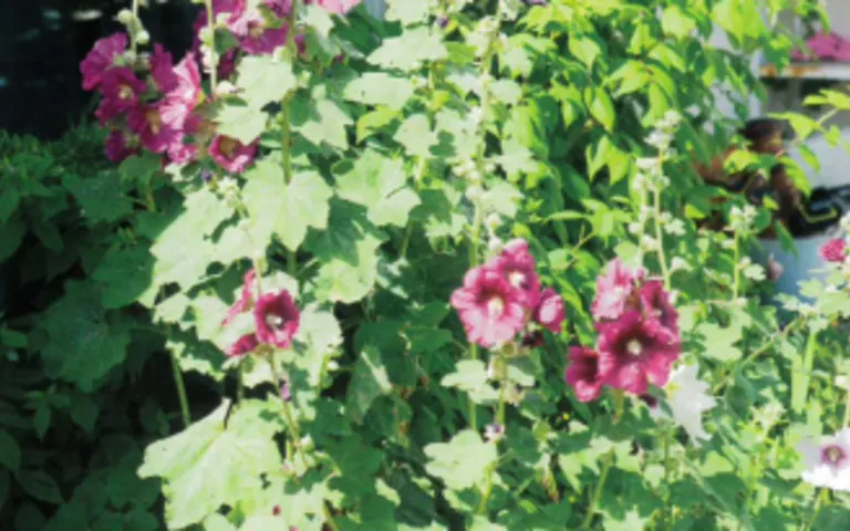 Image Résidence - 4 : EHPAD Résidence le Louvois