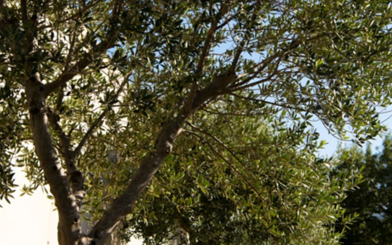 Image Résidence - 2 : Résidence les Jardins de Fanton