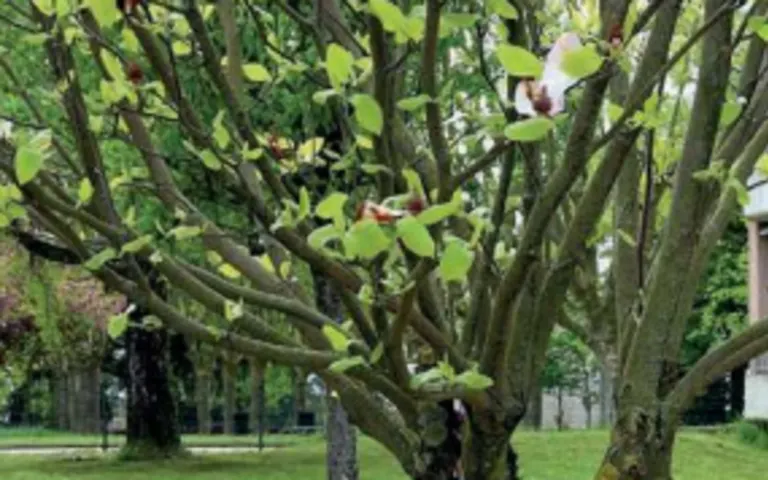 Image Résidence - 1 : Résidence le Verger