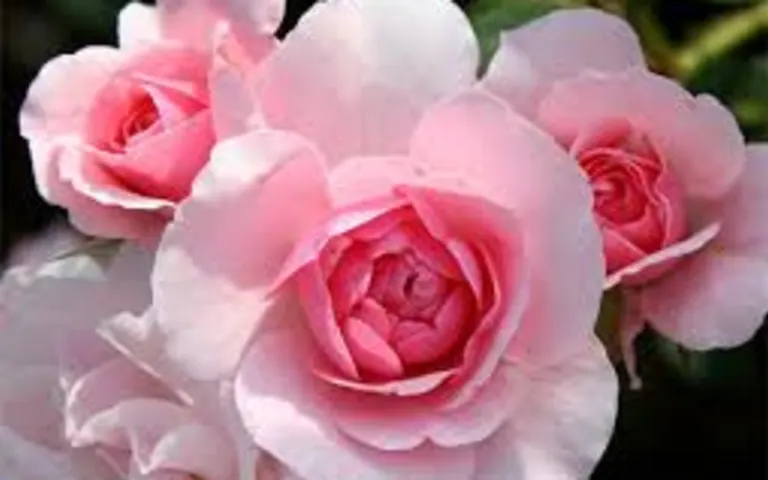 Image Résidence - 1 : Residence les Roses