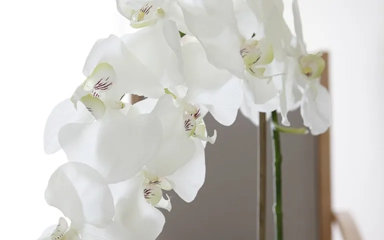 Image Résidence - 3 : Le Lys